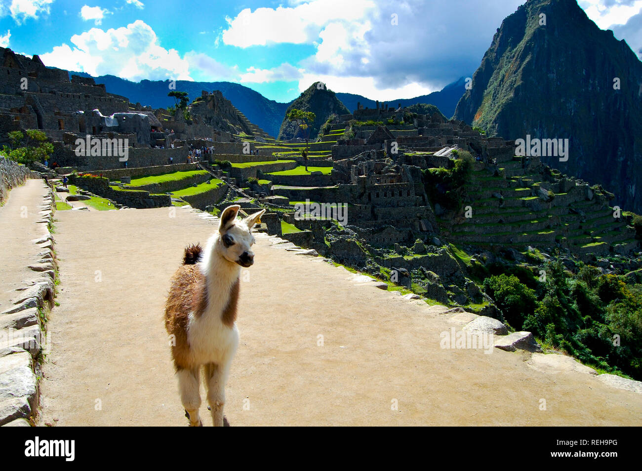 Llama in Machu Picchu - Peru Stock Photo