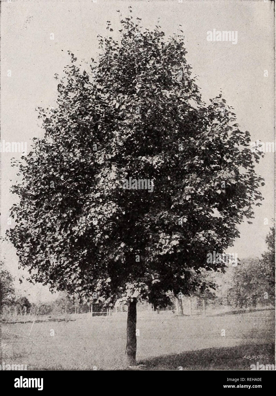 . C. M. Hobbs &amp; Sons. Nurseries Horticulture Catalogs; Evergreens Catalogs; Fruit trees Catalogs; Climbing plants Catalogs; Shrubs Catalogs; Flowers Catalogs; Vegetables Catalogs. Acer platanoides—Norway Maple. Acer Wieri laciniatum Wier's Cut-Leaved Weeping Maple. Deciduous Trees Acer - The Maples Ailanthus Acer dasycarpum (White or Silver Maple). A rapid growing tree of large size. Adapts it- self to a variety of soils, with the exception of dry ground. var. dasycarpum Wieri laciniatum (Wier's Cut-leaved Weeping Maple). Graceful droop- ing branches. Especially attractive as a tall- growi Stock Photo