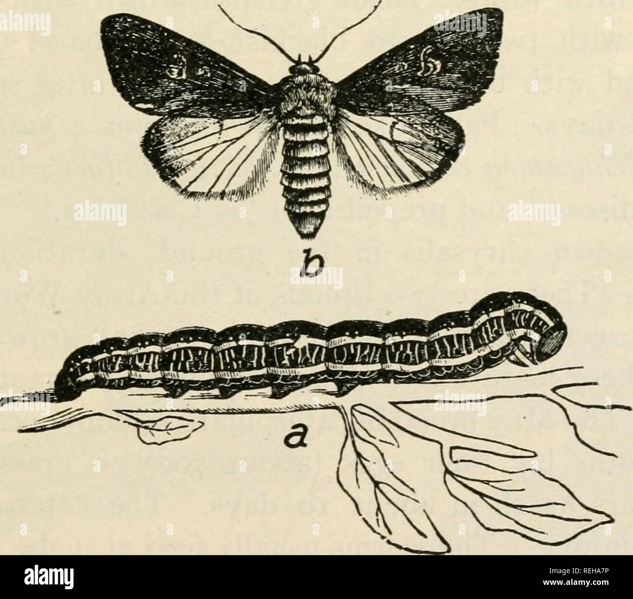 . Class book of economic entomology. Insects, Injurious and beneficial. [from old catalog]; Insects; Insects. Fig. 127.—a, Moth of Yellow-headed Cutworm {Septis arctica); b, moth of Clover Cutworm {Scotogramma trifolii); c, moth of Pale Western Cutworm {Porosagrotis orthogonia); d, moth of Dingy Cutworm (Felia ducens). {After Gibson, Bui, 10, Ent. Br. Can.). Fig. 128.—The zebra caterpillar and moth {Ceramica picta). Clover Cutworm {Scotogramma trifolii Esp.).—Color varying from green to dark; a pale yellowish line along middle of back, a pinkish band bordered with white or pale yellow along ea Stock Photo