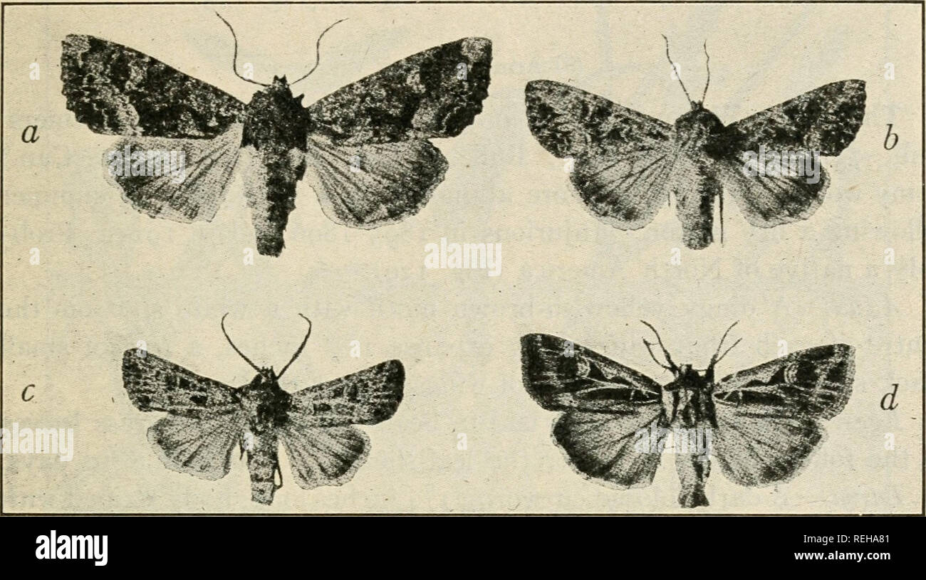 . Class book of economic entomology. Insects, Injurious and beneficial. [from old catalog]; Insects; Insects. CLASSIFICATION AND DESCRIPTION OF COMMON INSECTS 189 the head and feet reddish-brown&quot; (Fletcher). Two broods, on cab- bages and turnips (Fig. 128).. Fig. 127.—a, Moth of Yellow-headed Cutworm {Septis arctica); b, moth of Clover Cutworm {Scotogramma trifolii); c, moth of Pale Western Cutworm {Porosagrotis orthogonia); d, moth of Dingy Cutworm (Felia ducens). {After Gibson, Bui, 10, Ent. Br. Can.). Please note that these images are extracted from scanned page images that may have be Stock Photo