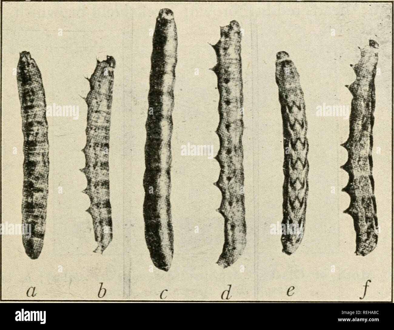 . Class book of economic entomology. Insects, Injurious and beneficial. [from old catalog]; Insects; Insects. CLASSIFICATION AND DESCRIPTION OF COMMON INSECTS 187 back; tubercles blackish, each with a single hair; head and shield shiny and grey. Active in May and June on fruits and garden vegetables. Sometimes called the ''onion cutworm.&quot; Common Striped Cutworm (Euxoa tessellata Harris).—This cutworm is 13^ inches long, grey, with a pale median dorsal line and three pale lines on each side. It feeds on most vegetable crops. One brood a year; passes the winter as half-grown larva, and is m Stock Photo