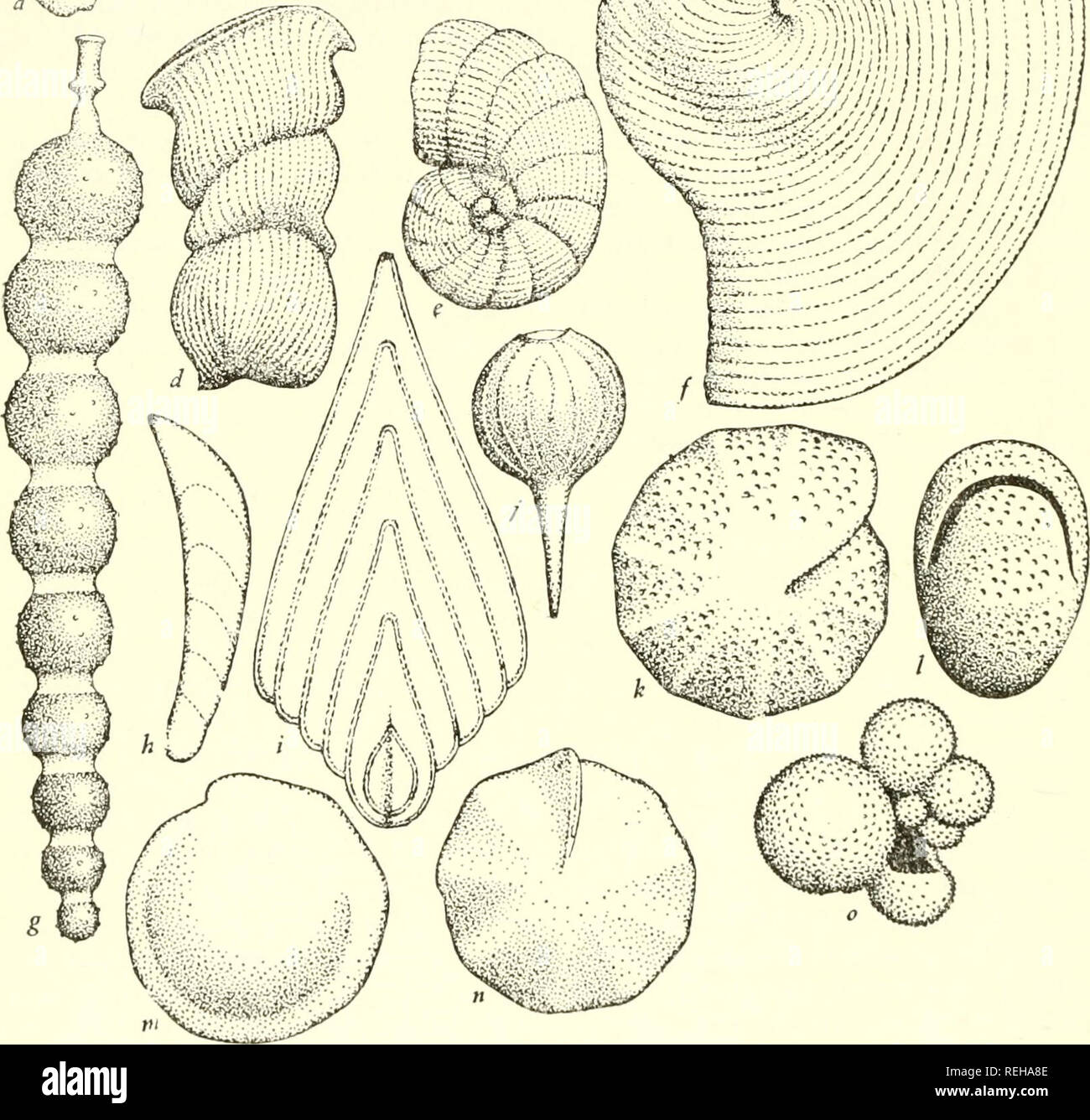 . The classification of lower organisms. Biology. - ^ / m^â ^V^//'&quot;:^^^^^.^V^â â¢. Fig. 36âShells of Rhizopoda. a, Ophthalimidium. h, c, Triloculina. d, Verte- bralina. e, Peneroplis. f, Archaias x 25. g, Nodosaria. h, Dcntilina. i, Flabel- lina. j, Lagena. k, 1, Nonion. m, n, Rotalia. o, Globigerina. x 50 except as noted.. Please note that these images are extracted from scanned page images that may have been digitally enhanced for readability - coloration and appearance of these illustrations may not perfectly resemble the original work.. Copeland, Herbert Faulkner. Palo Alto, Cali Stock Photo