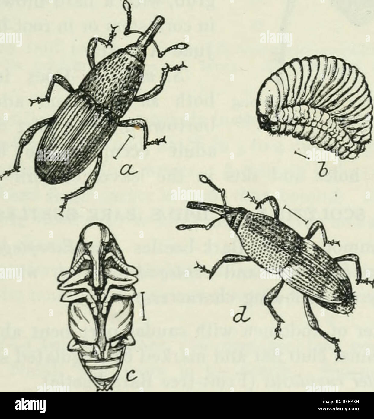 . Class book of economic entomology, with special reference to the ...
