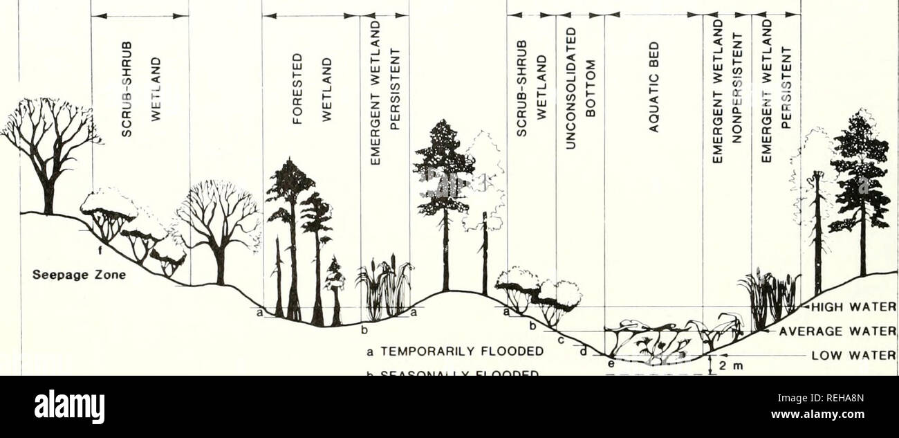 Classification of wetlands and - Classification Of Wetlands And Deepwater Habitats Of The United States Wetlands United States Wetland Ecology United States Aquatic Ecology United States U Upland Palustrine Upland Palustrine Upland Palustrine Upland Seepage Zone A Temporarily Flooded B Seasonally Flooded C Semipermanently Flooded D Intermittently Exposed E Permanently Flooded F Saturated High Water Verage Water Low Water Fig 6 Distinguishing Features And Examples Of Habitats In The Palustrine System Assigned To The Class Scrub Shrub When Trees And Shrubs Cover Less Than 30 Of The Area But The Total Cove REHA8N
