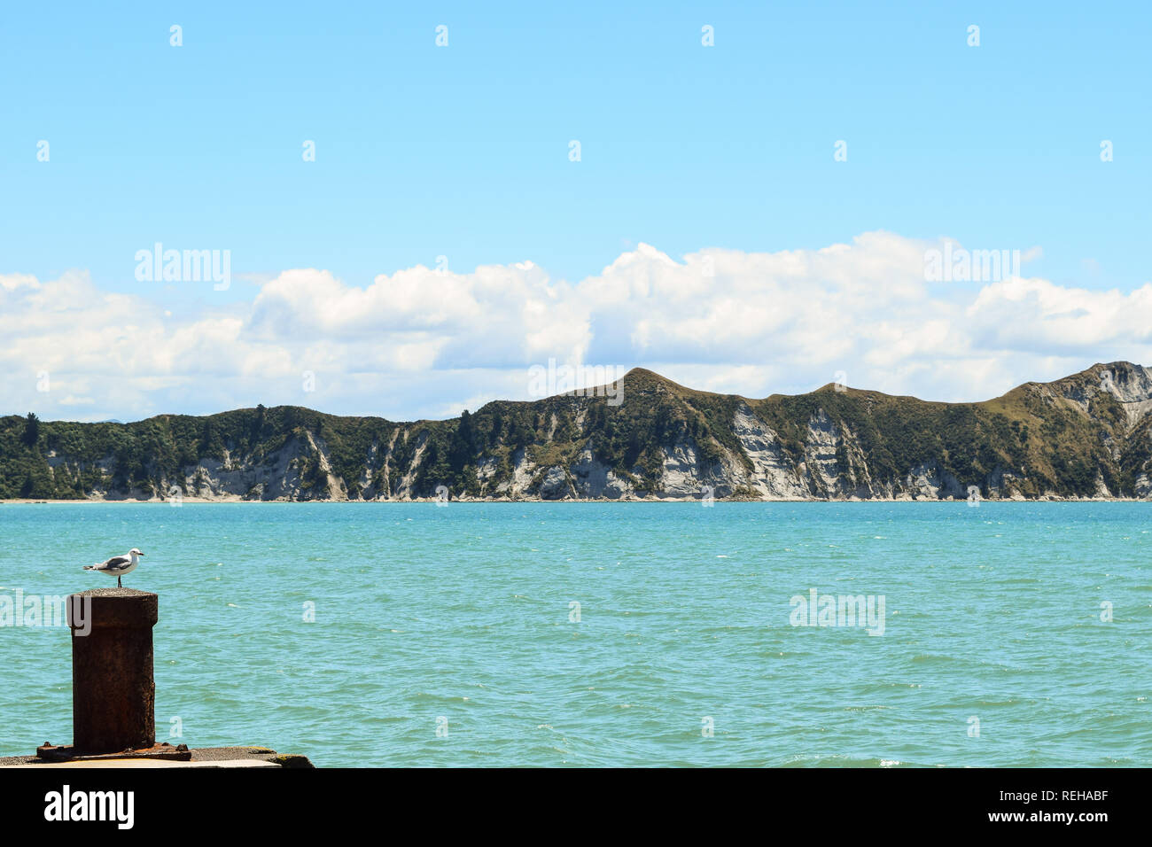 A seagull sits on the post at the end of the long wharf in Tolaga Bay