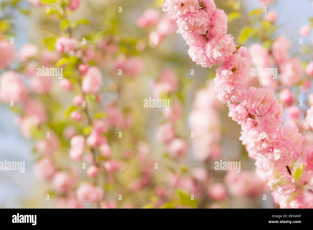 a branch with beautiful pink flowers on natural defocused  background. Amygdalus triloba. very shallow depth of field. Stock Photo