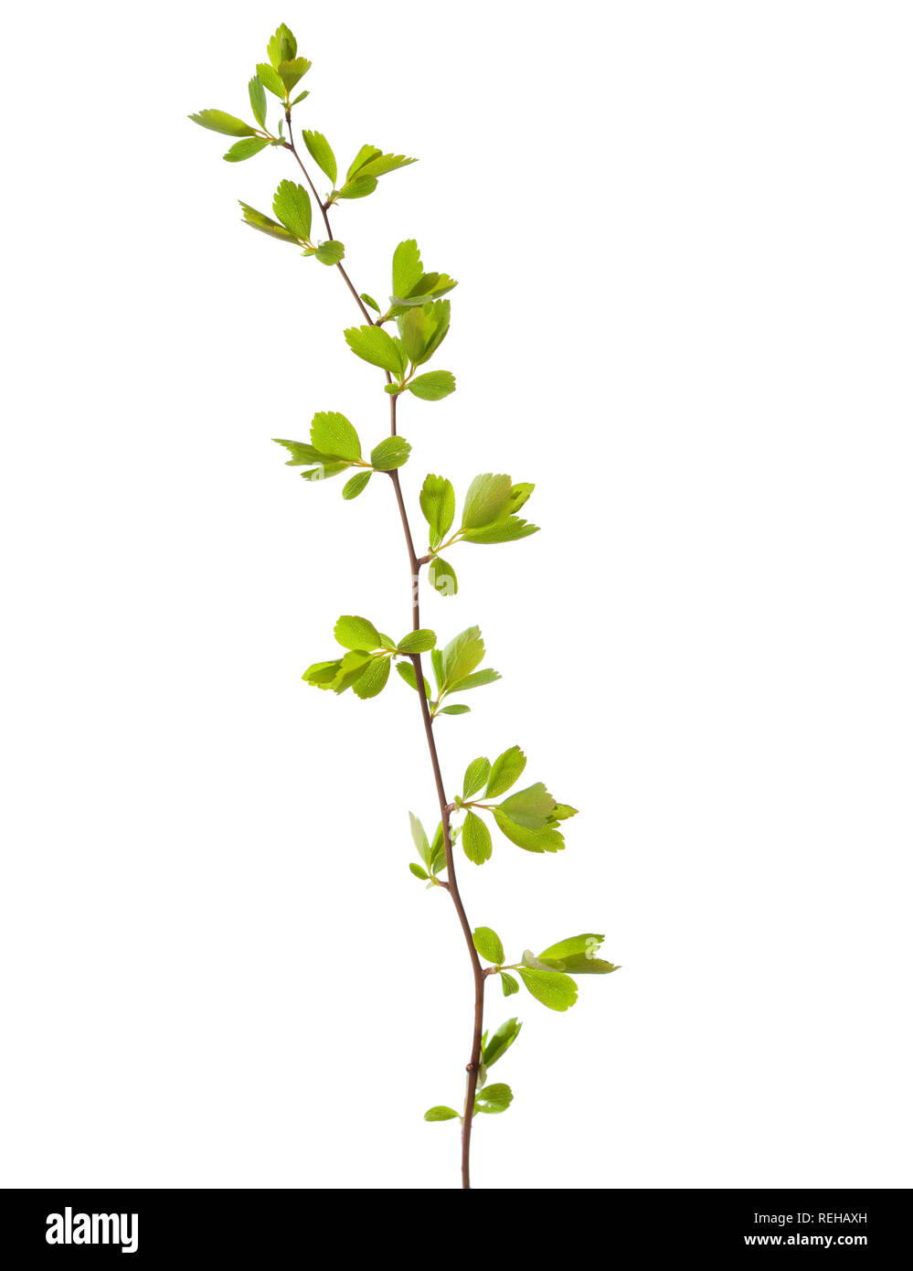 branch with young green spring leaves isolated on white Stock Photo - Alamy