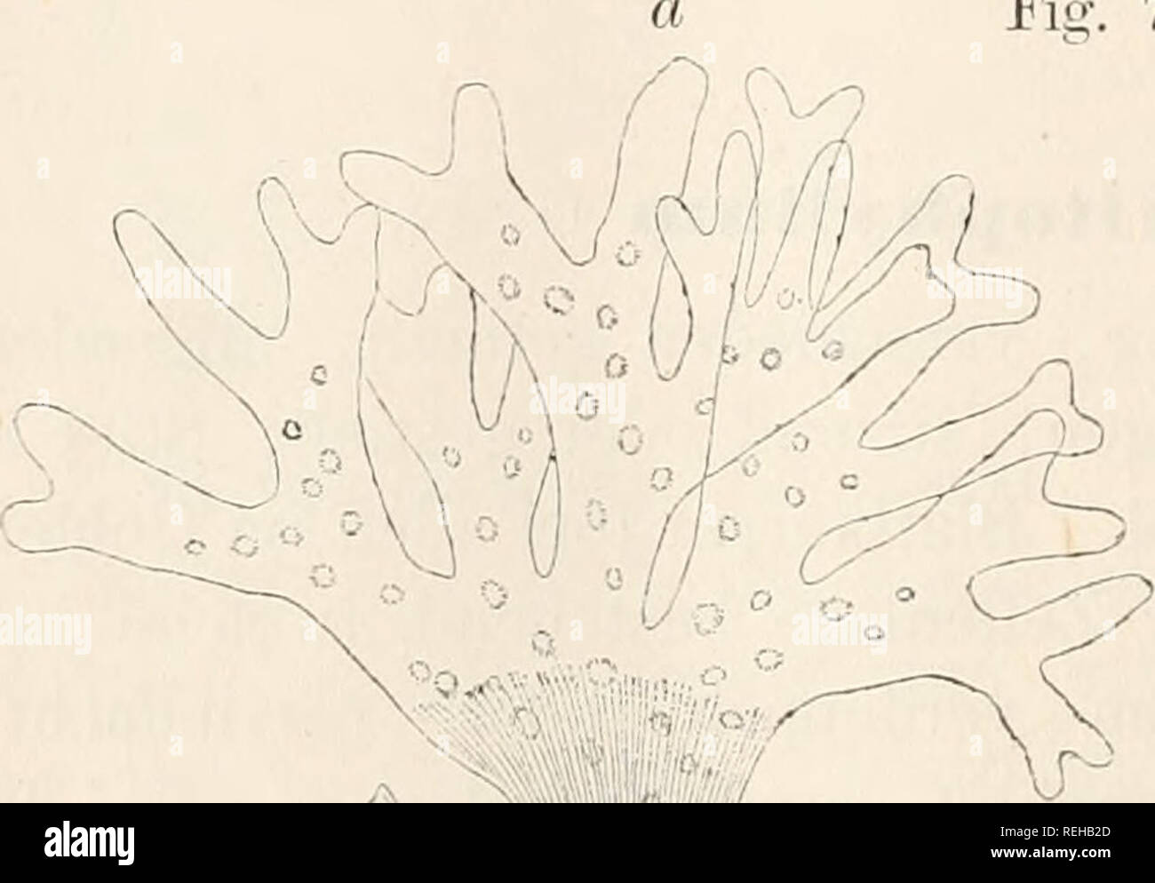 Dr L Rabenhorst S Kryptogamen Flora Von Deutschland Oesterreich Und Der Schweiz Cryptogams Germany Cryptogams Austria Cryptogams Switzerland 170 Die Im Gebiete Yorlvommeiide Form Entspricht X Punetatum Var Ocellatiim J