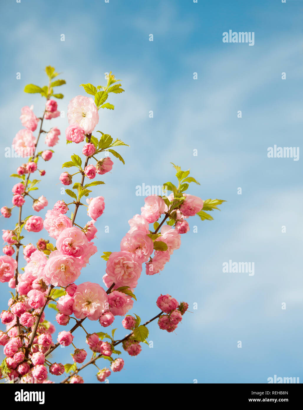 branches with beautiful pink flowers against the blue sky. . Amygdalus triloba Stock Photo