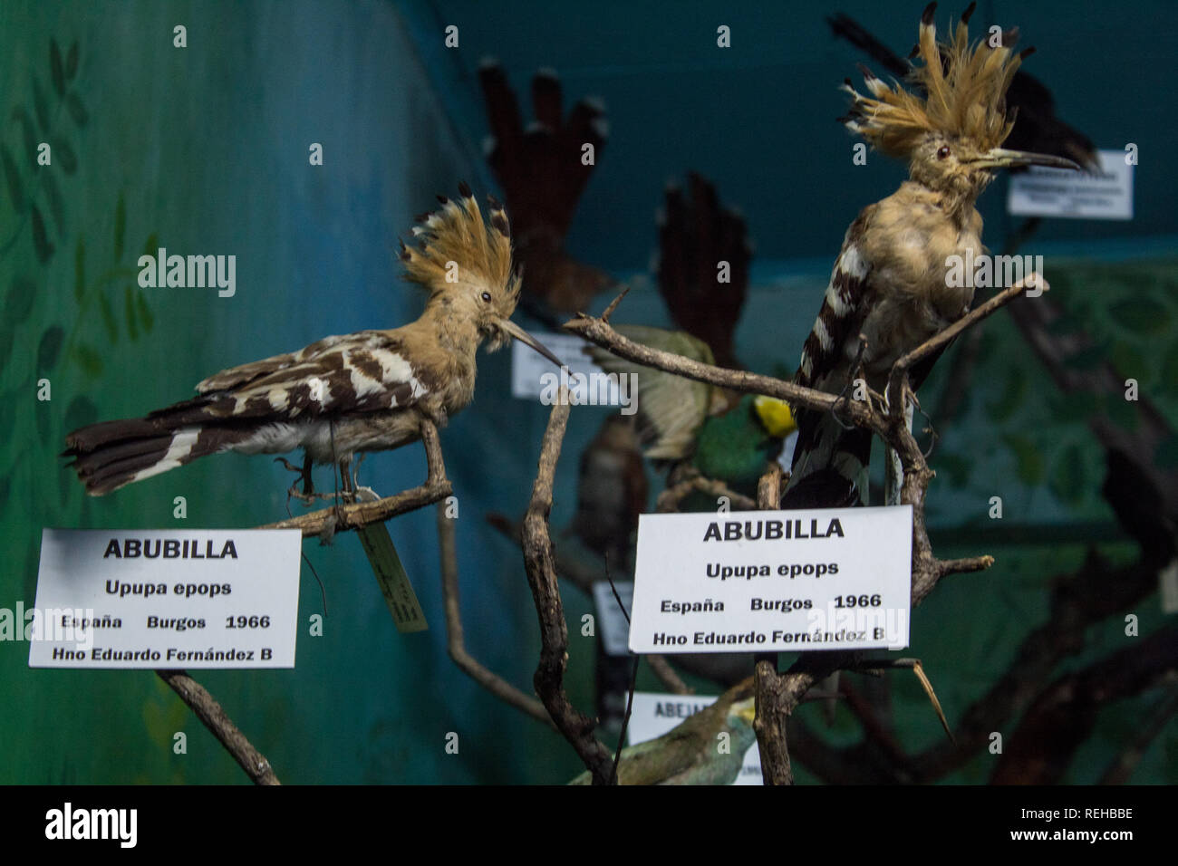 An exhibition of hoopoes (Upupa epops) at La Salle Natural History Museum, San Jose, Costa Rica Stock Photo