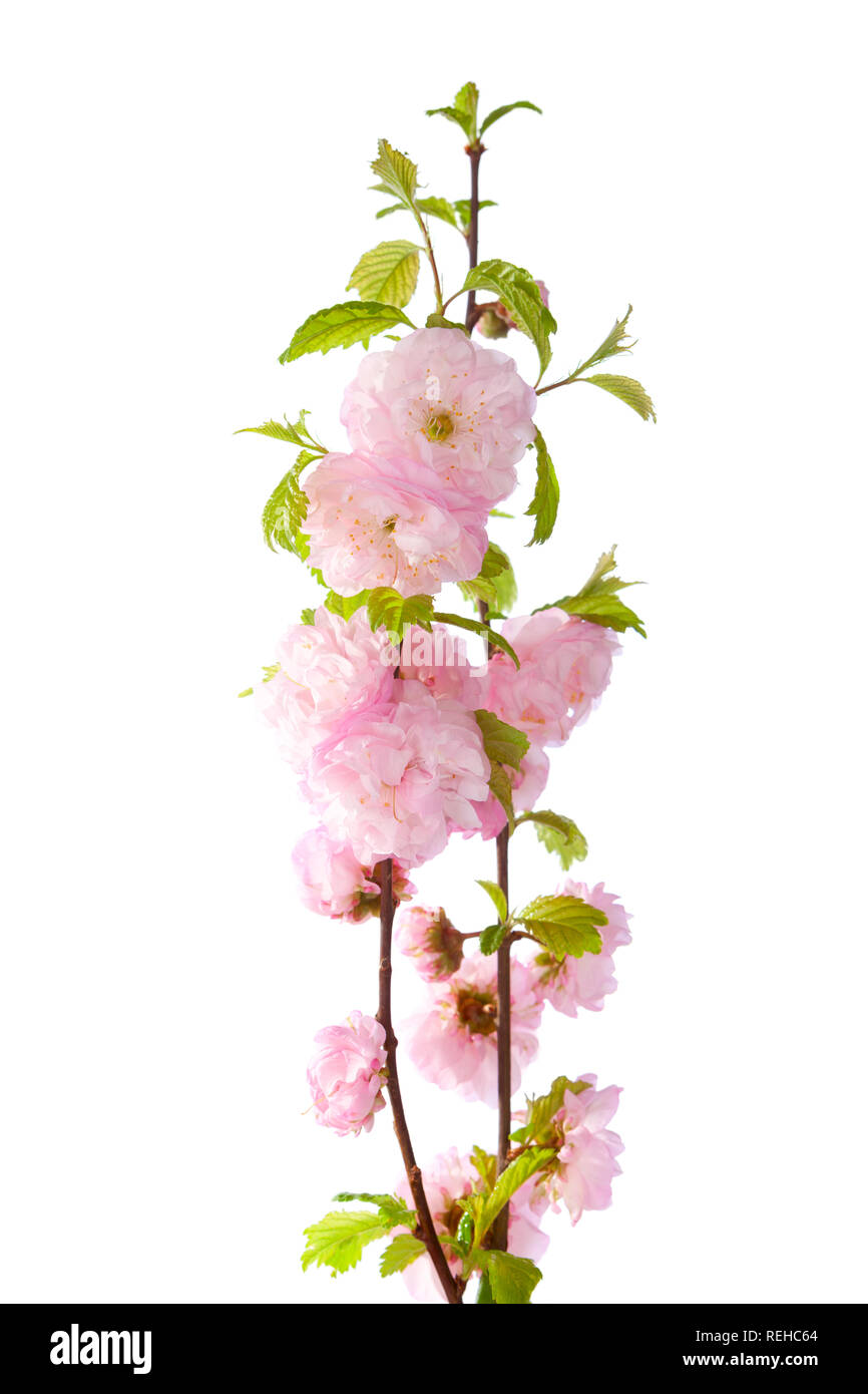 pink flowers isolated on white background. Amygdalus triloba. Stock Photo