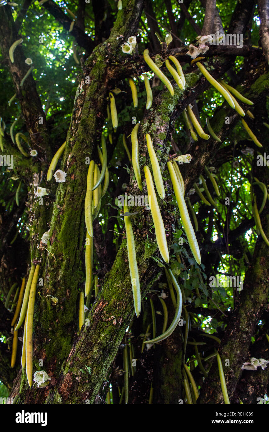 A nice photo of the long taper-shaped fruits of a candle tree (Parmentiera cereifera) in downtown San Jose Stock Photo