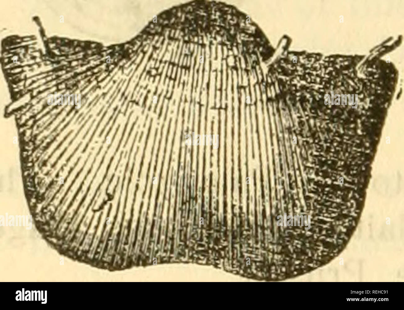 . College collection of palaeontology. 132 M0LLU8CA. No, 401. Productus horridus, Gein. The members of this genus were mostly free when adult. The shell is auriculate, large beaked, and with linear indistinct hinge-line; no hinge teeth; 81 species. Permian, Gera, Saxony. No. 403. Productus longispinus, Sow. Carboniferous, near Peru, 111. No. 403. Productus Prattenianus, Norwood. Coal Measures, Knox Co., 111. No. 404. Productus semireticulatus, Mart. Carboniferous Limestone, Longniddy, near Edinburgh, Scotland.. Please note that these images are extracted from scanned page images that may have  Stock Photo