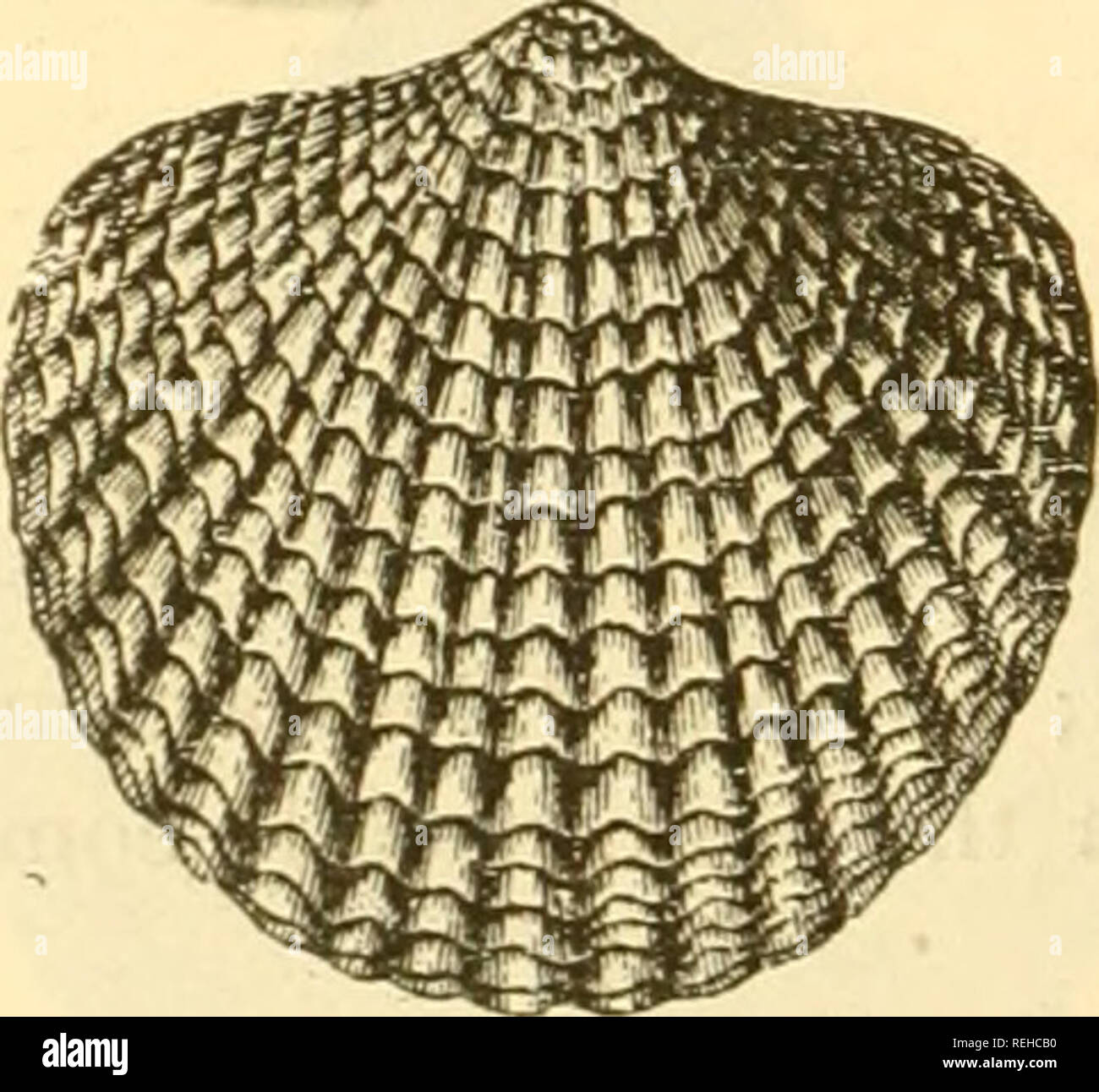Atrypa Shell