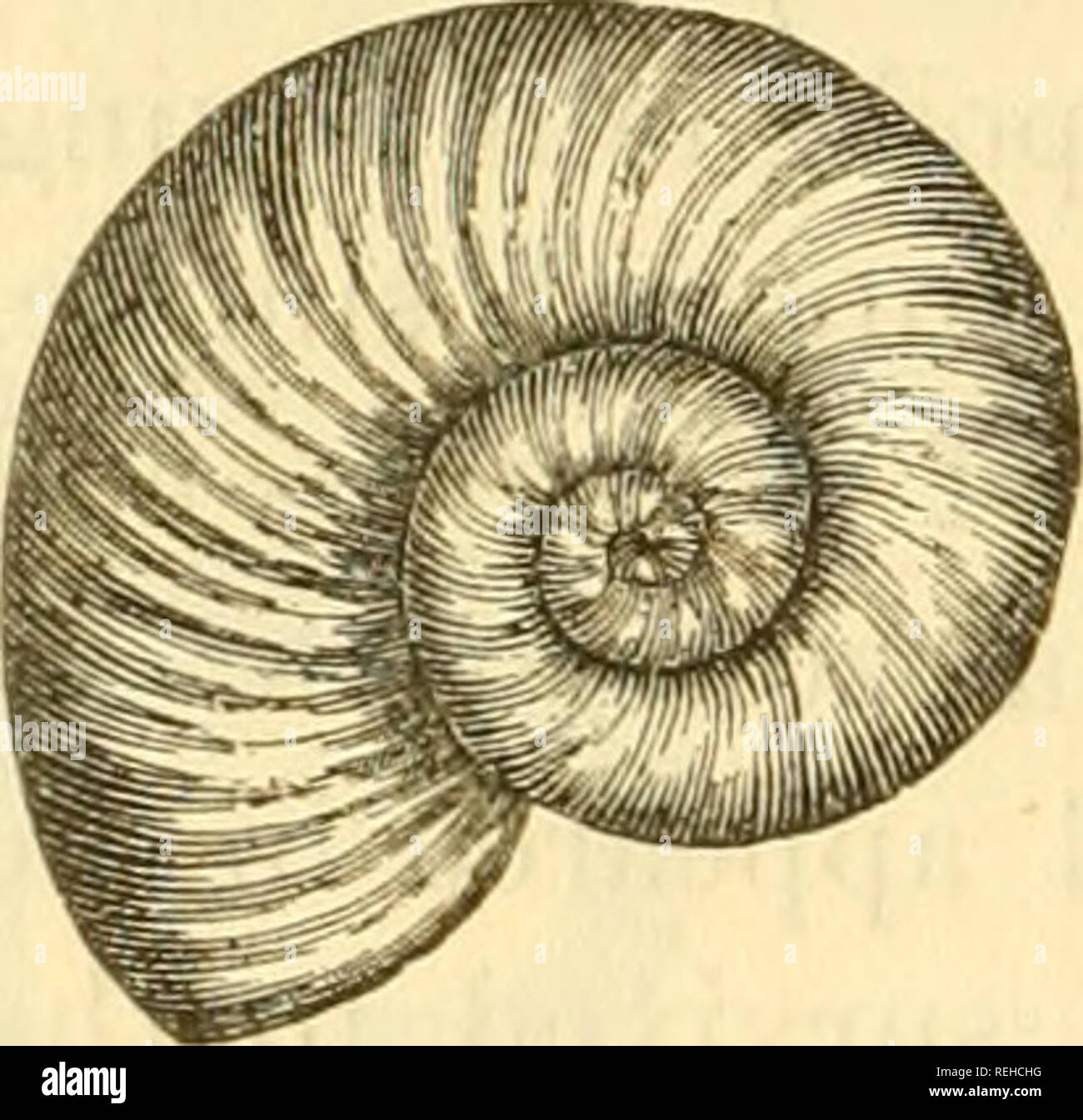. College collection of palaeontology. 108 MOLLUSCA. No. 345. [574, CastJ. Nautilus pseudo-elegans, d'Orb. This tiue specimeu is an inner cast, and shows the septa of the shell. From the Chalk of Rouen, France, and now in the Ward Col- lection, University of Rochester. Size. 6 X 5. No. 246. Nautilus semistriatus, d'Orb. This large specimen is from the Middle Lias, Charmouth, England. No. 247. [595, Cast]. Nautilus Maximus, Conrad. This species is more loosely coiled than any of the preceding. The umbili- cus is wide and deep, and the chamber of habitation is verj' large. From the Hamilton Grou Stock Photo