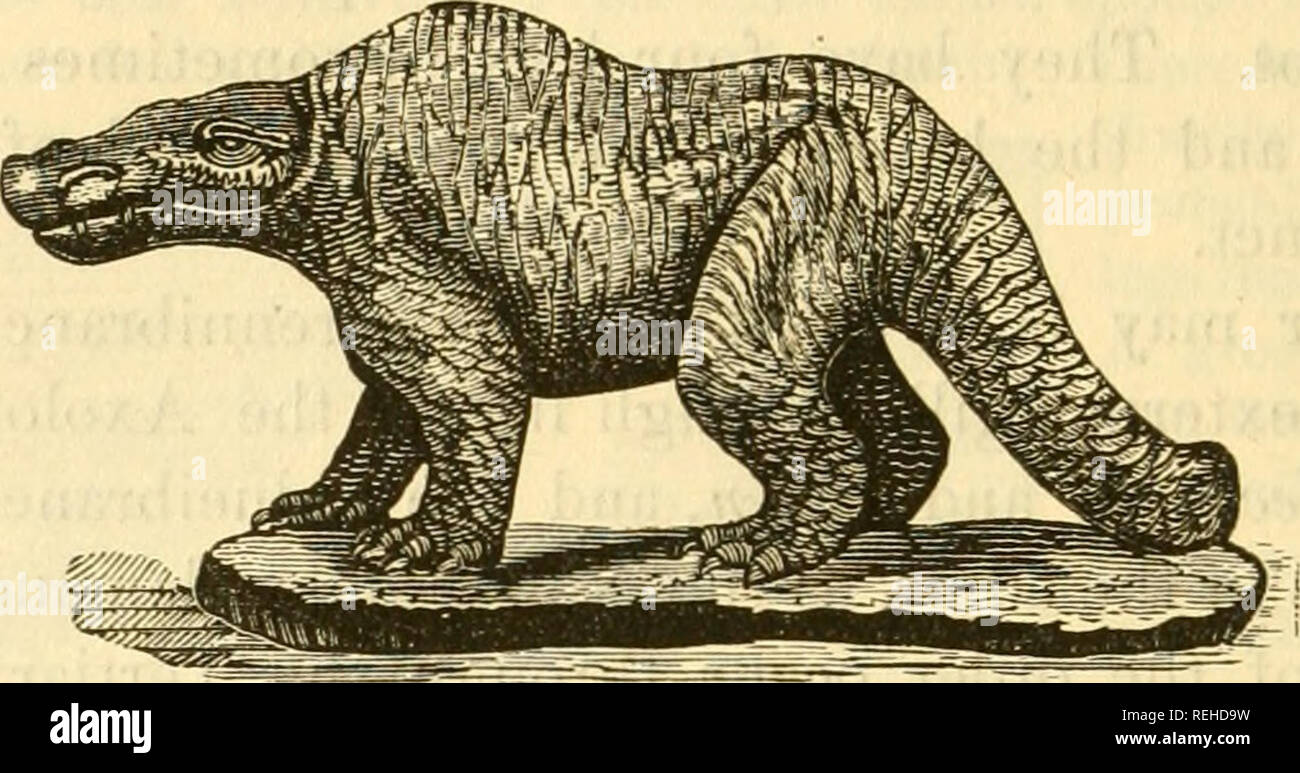 Labyrinthodon Outdated . College collection of palaeontology. 64 VEBTKBRATA. No. 98-103. [302 ...