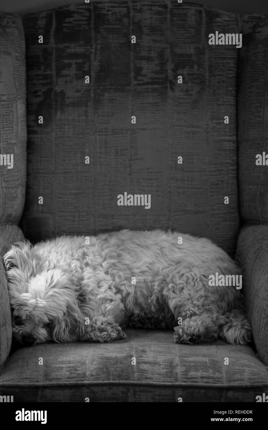 Small White Cavachon asleep on a chair in black and white Stock Photo