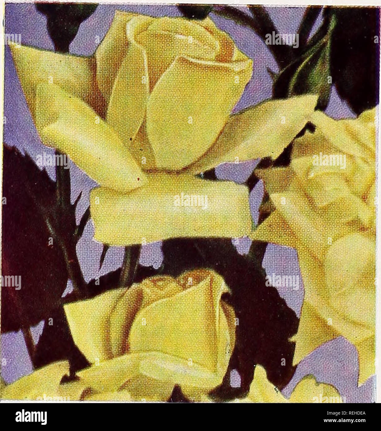 . Columbia & Okanogan Nursery Company fall 1951 spring 1952
