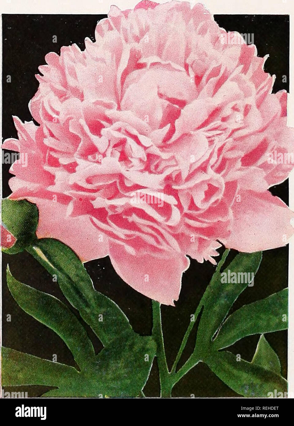. Columbia &amp; Okanogan Nursery Company : fall 1953 spring 1954. Nurseries (Horticulture) South Carolina Catalogs; Fruit trees South Carolina Catalogs; Roses South Carolina Catalogs; Flowering shrubs South Carolina Catalogs; Trees South Carolina Catalogs; Shade trees South Carolina Catalogs. HALL'S HONEYSUCKLE PEONIES—Continued Duchess de Nemours, 8.1—White with sulphur yellow center 1.10 Kelways Glorious, 9.8—Large white with crimson streaks on outside guard petals. Strong grower 2.25 LeCygne 9.9—(The Swan) Pure white, highest rated peony 2.25 PINK Floral Treasure, 7.5—Rich pink and salmon  Stock Photo