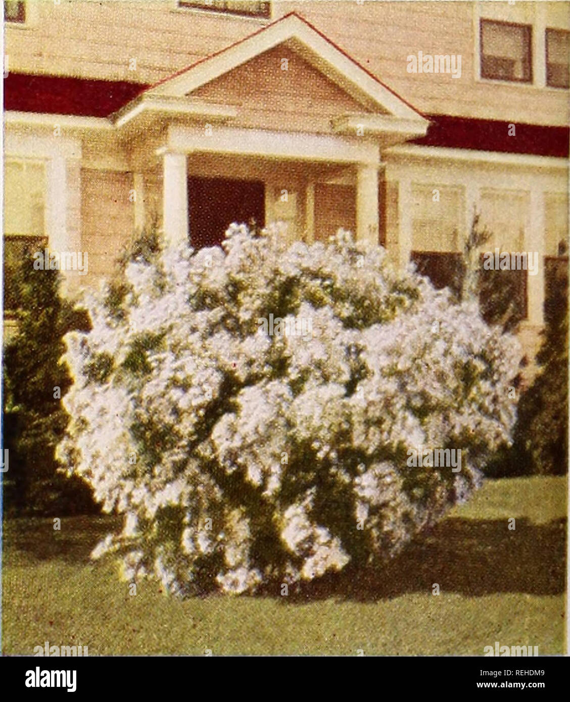 Philadelphus virginal mock orange hires stock photography and images