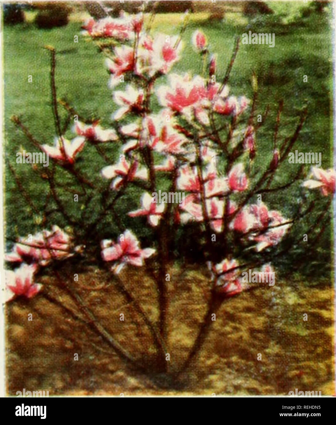 Columbia Amp Okanogan Nursery Company Fall 1953 Spring 1954 Nurseries Horticulture South Carolina Catalogs Fruit Trees South Carolina Catalogs Roses South Carolina Catalogs Flowering Shrubs South Carolina Catalogs Trees South