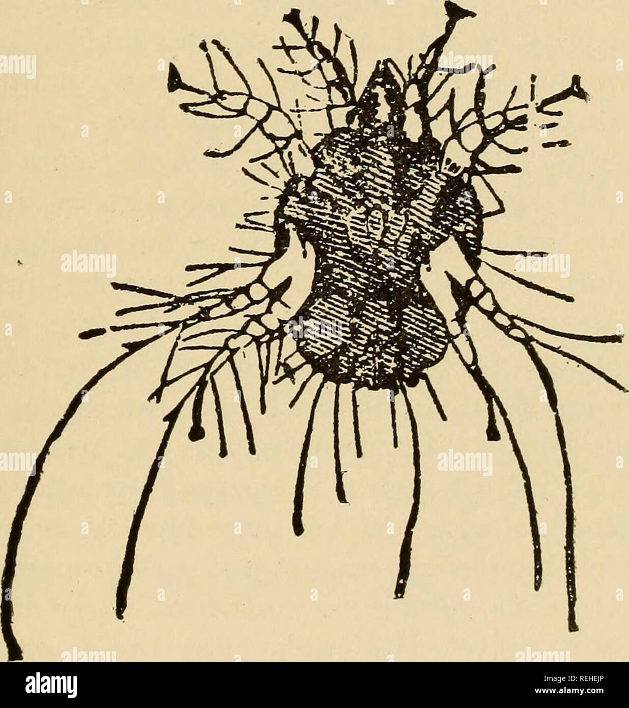 . Dr. Le Gear's stock book ... comprising a description of the general ...