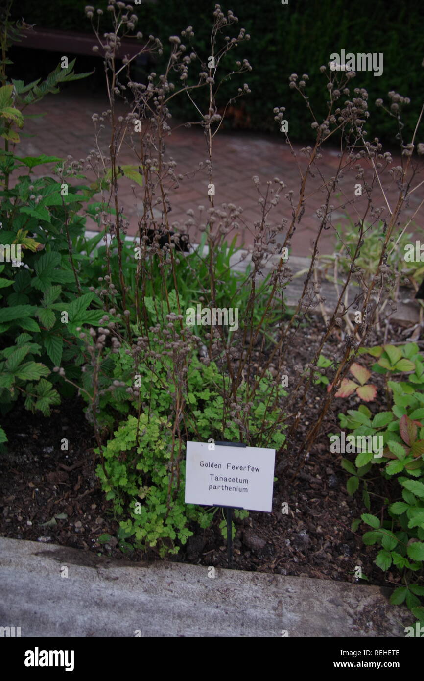 Traditional medicinal plant uk hires stock photography and images Alamy