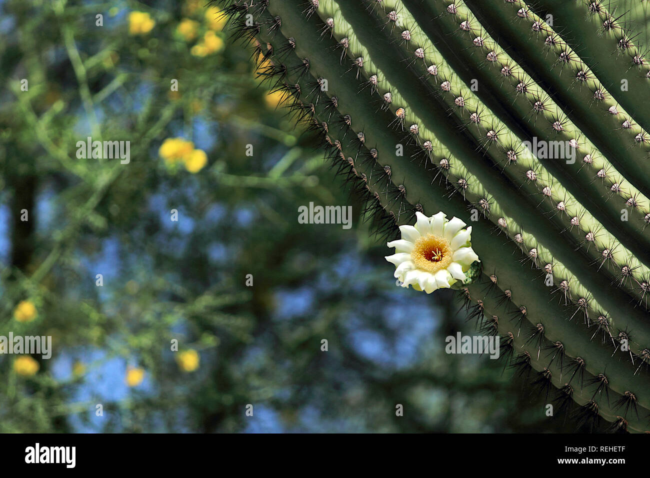saguaro cactus arm with white flower blossom Stock Photo