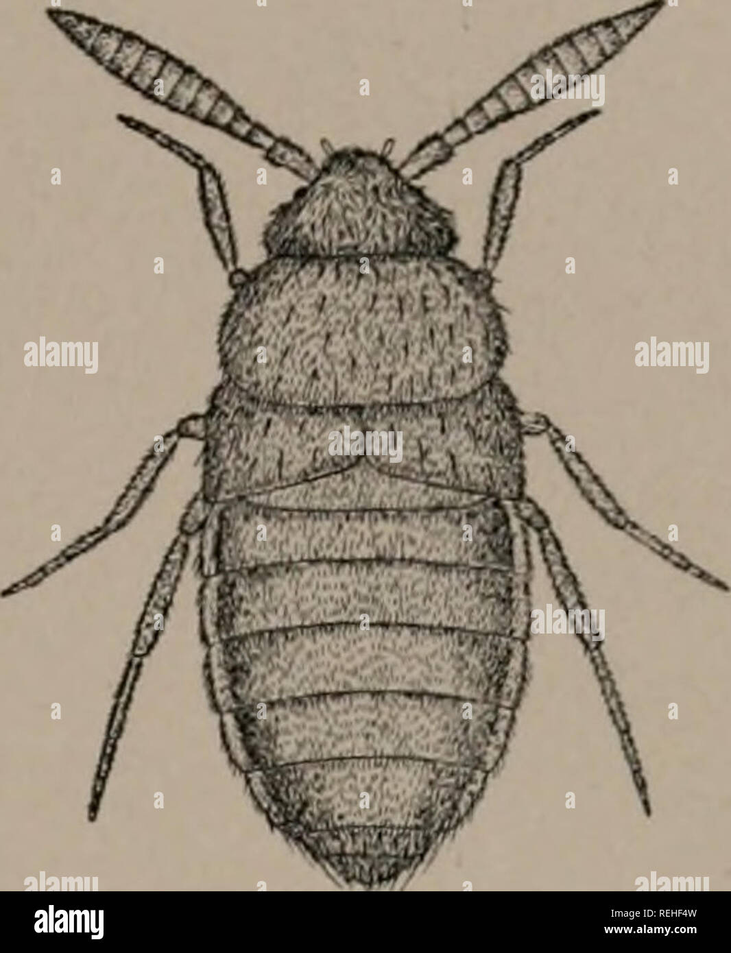 . Collected papers on ants. Ants. I90S-] Wheeler, Ants of the Genus Liometopum. 333. Fig. 3. Dinardilla liometofii Wasmann. Lomechusa, etc.&quot; These beetles are of more than usual interest because they are both tactual mimics, that is, they probably deceive the ants through a resemblance in form or surface texture to the Liometopum workers. While both beetles are highly pubescent, like these workers, they differ greatly in form; Apteronina being decidedly ant-like, whereas Dinardilla has the form of beetles which ants have considerable difficulty in seizing or holding in their mandibles. Ac Stock Photo