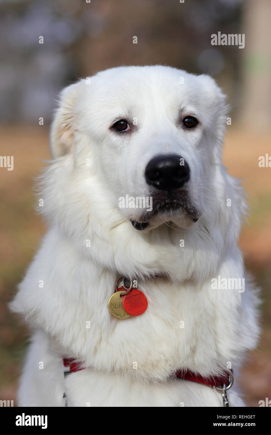 Are Great Pyrenees Dumb