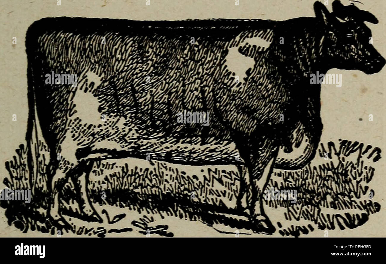 Red poll cows hires stock photography and images Alamy