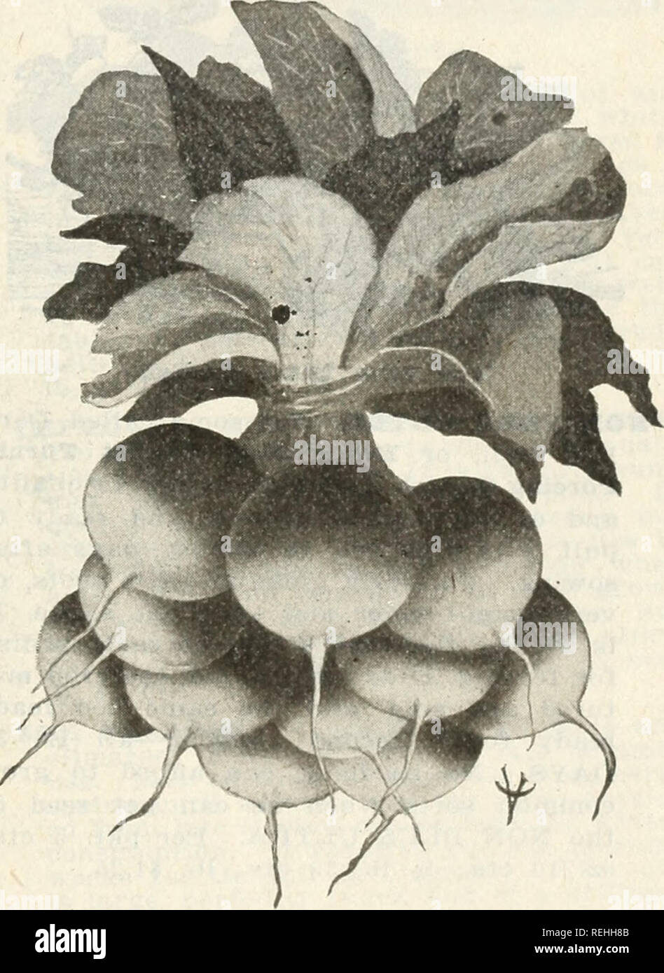 . Cole's garden annual. Vegetables Seeds Catalogs; Nurseries ...