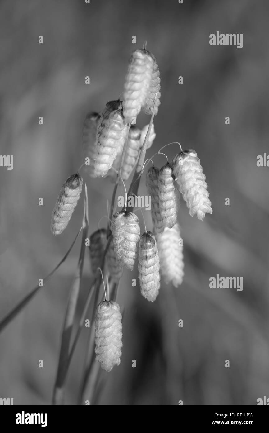 Bell grass - briza maxima - macro in a sunny morning. Converted black and white. Stock Photo