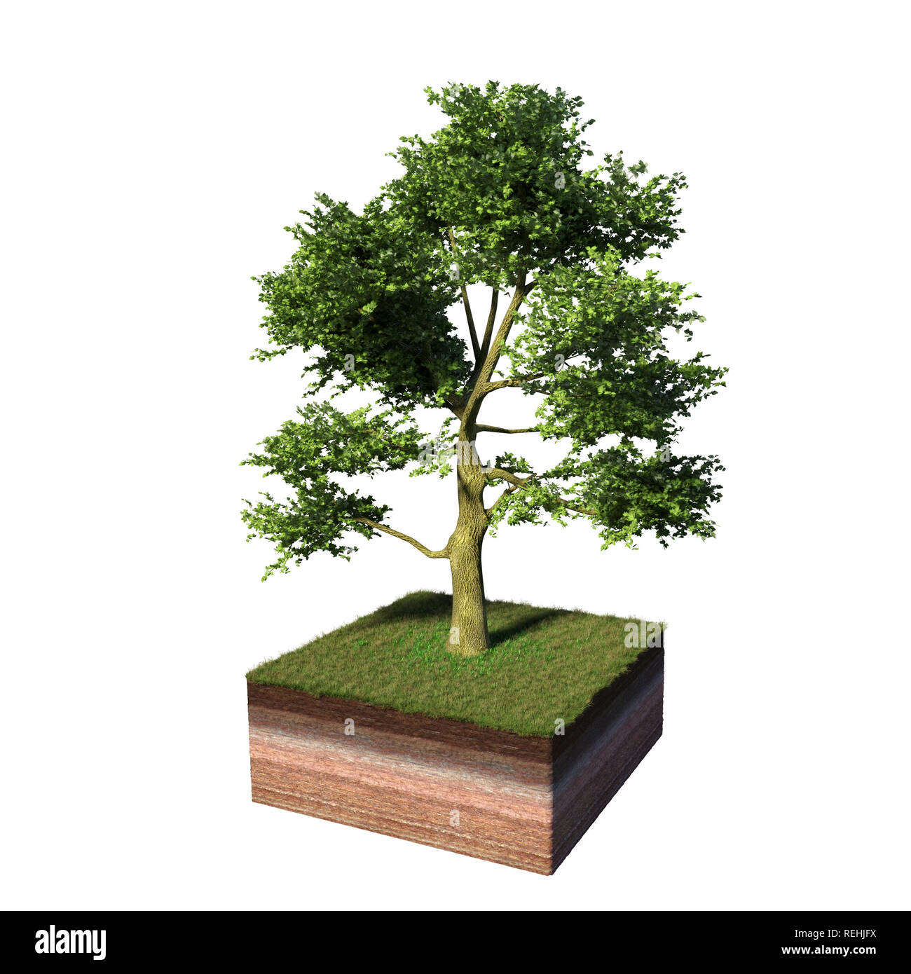 model of a cross section of ground with white ash tree tree and grass on the surface (3d illustration, isolated on white background) Stock Photo