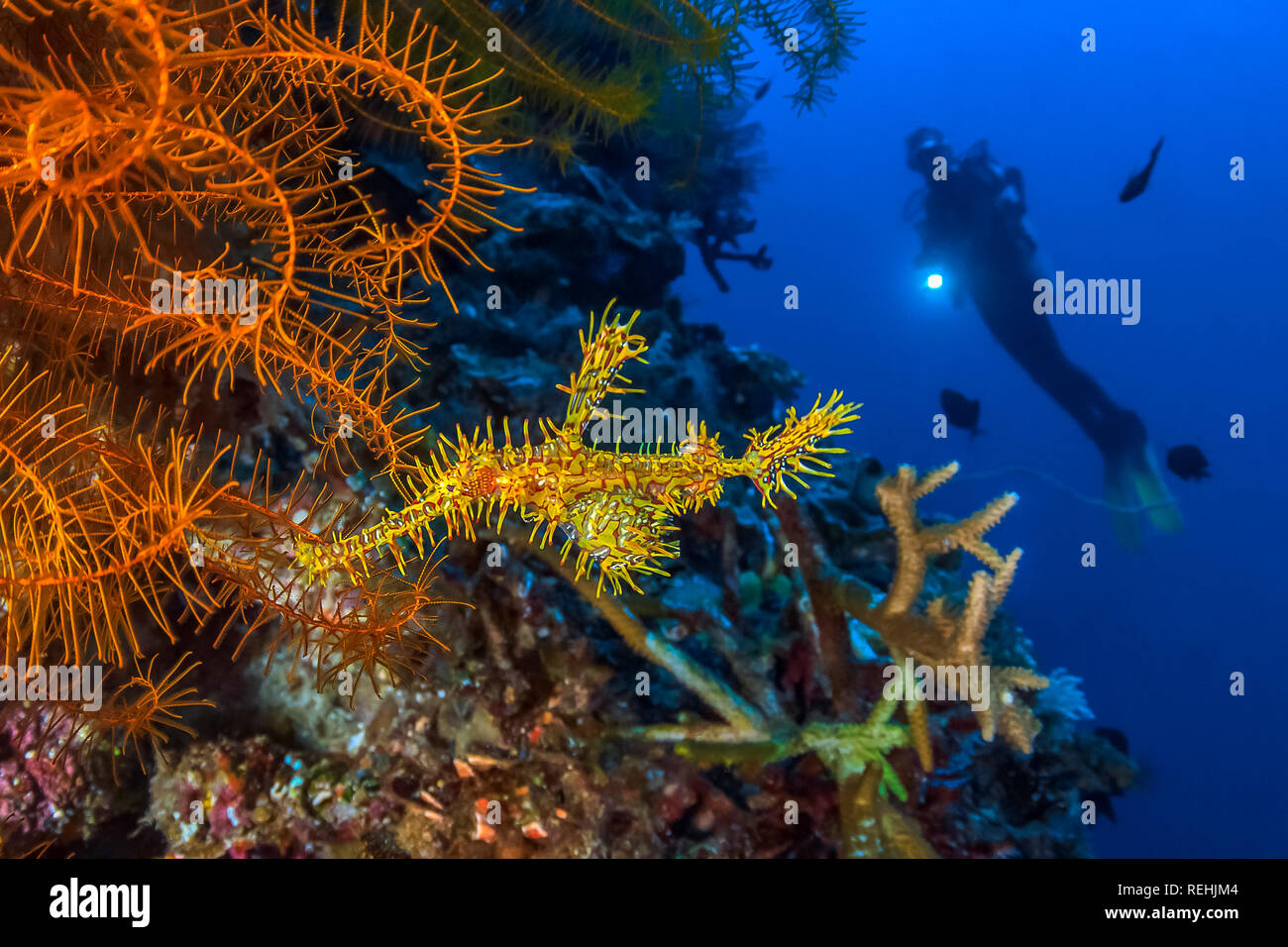 ornate ghost pipefish, harlequin ghost pipefish, Solenostomus paradoxus, and scuba diver, Bunaken National Park, North Sulawesi, Indonesia, Celebes Se Stock Photo