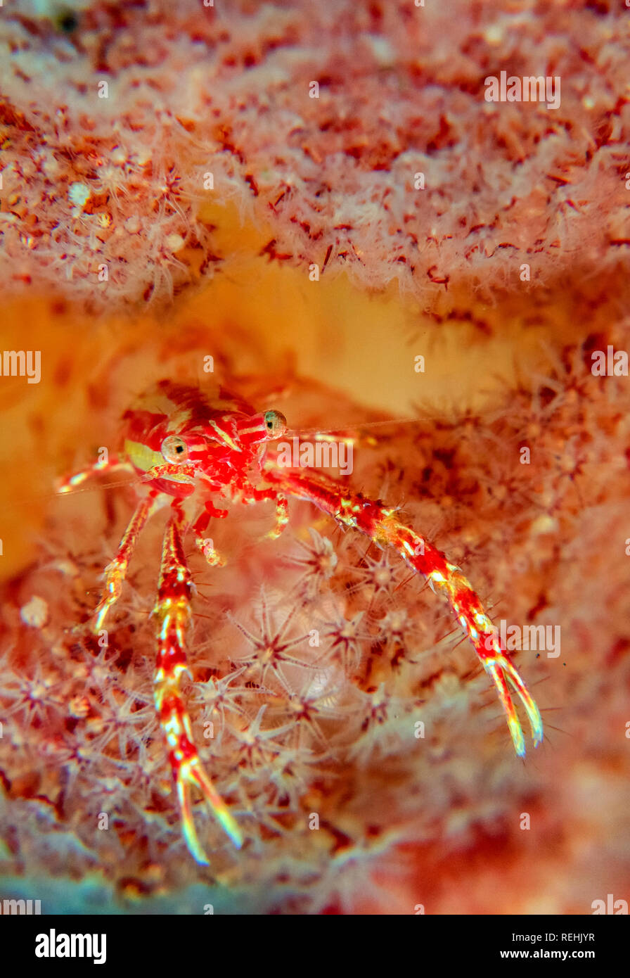 Lined Squat Lobster Hi res Stock Photography And Images Alamy lined-squat-lobster-hi-res-stock-photography-and-images-alamy