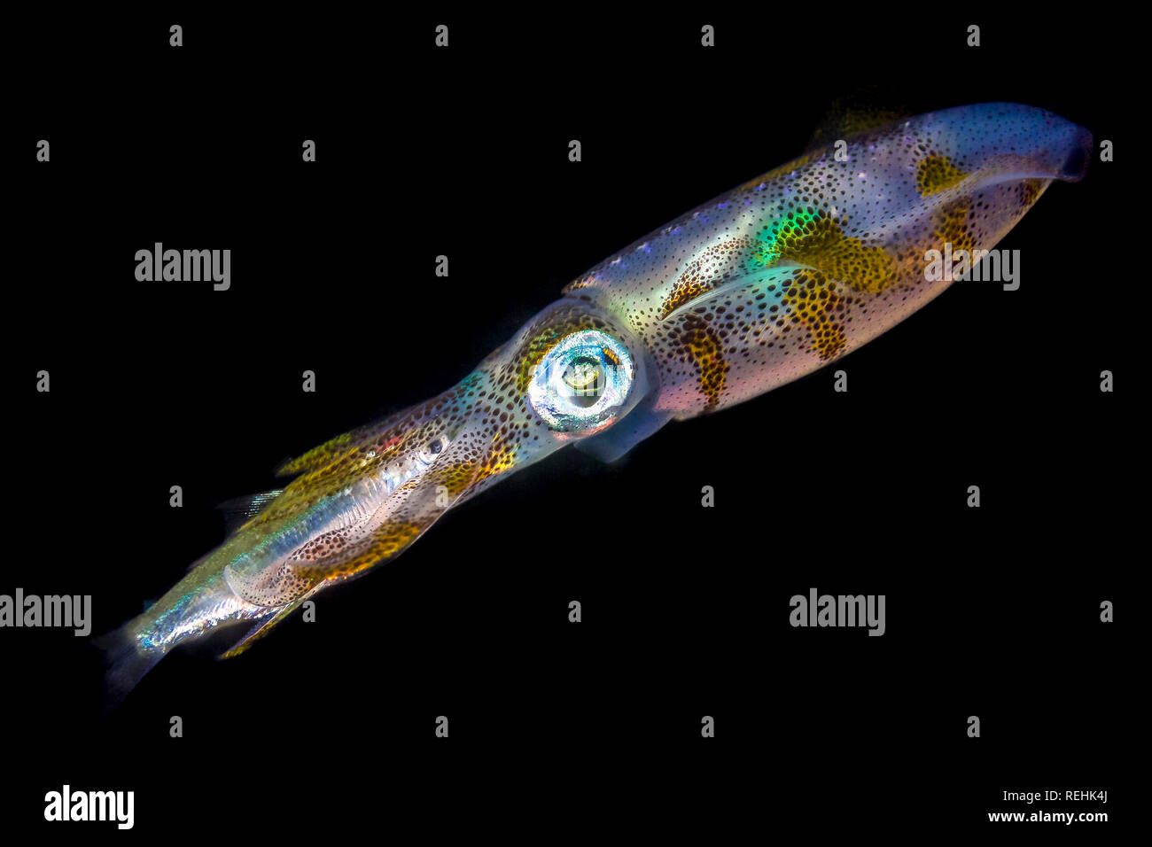 bigfin reef squid or oval squid, Sepioteuthis lessoniana, feeding on fish, Bitung, Lembeh Strait, Celebes Sea, North Sulawesi, Indonesia, Indo-Pacific Stock Photo