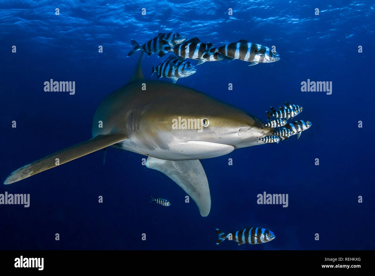 Oceanic whitetip shark, Carcharhinus longimanus, pilot fish,Naucrates ductor, Small Brother Island, Egypt, Red Sea, Indian Ocean Stock Photo