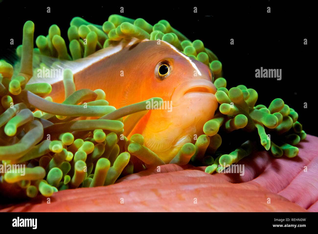 orange skunk clownfish, or orange anemonefish, Amphiprion sandaracinos, Koh Ha, Thailand, Andaman Sea, Indian Ocean Stock Photo