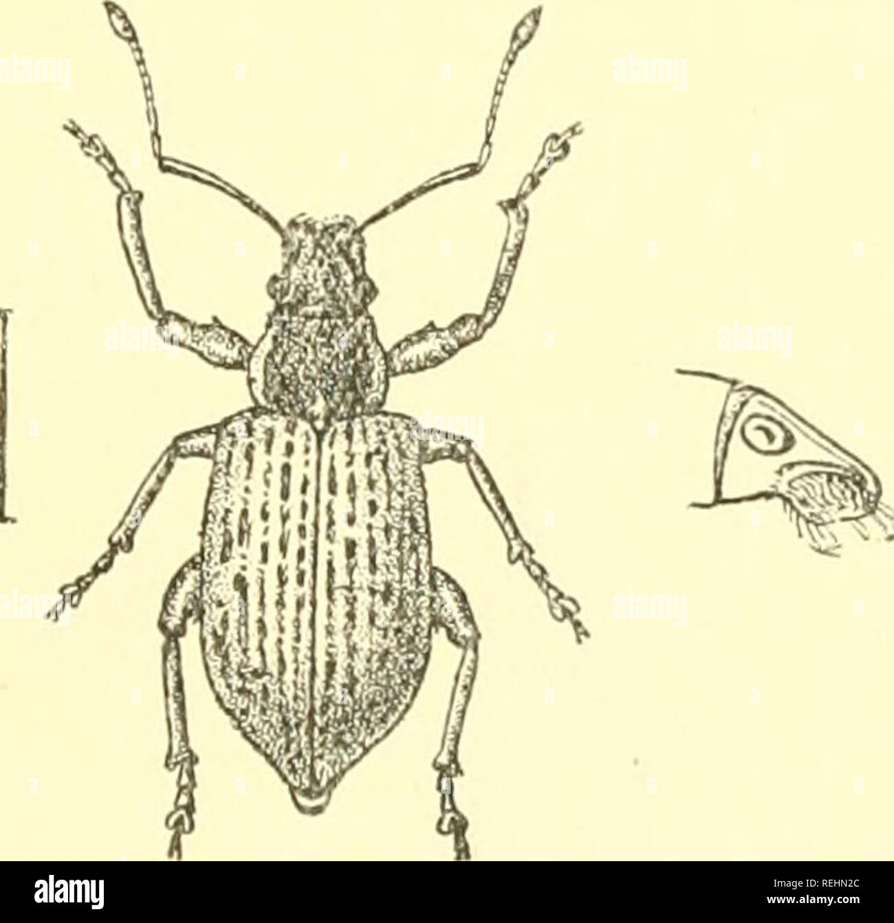 Coleoptera. Rhynchophora:-Curculionidæ,. Curculionidae. MYLLOCERUS. 337  distinguished, among other characters, by having only one tooth on the  posterior femora instead of three. Mr. Lefroy informs me that this species  devours the vouug