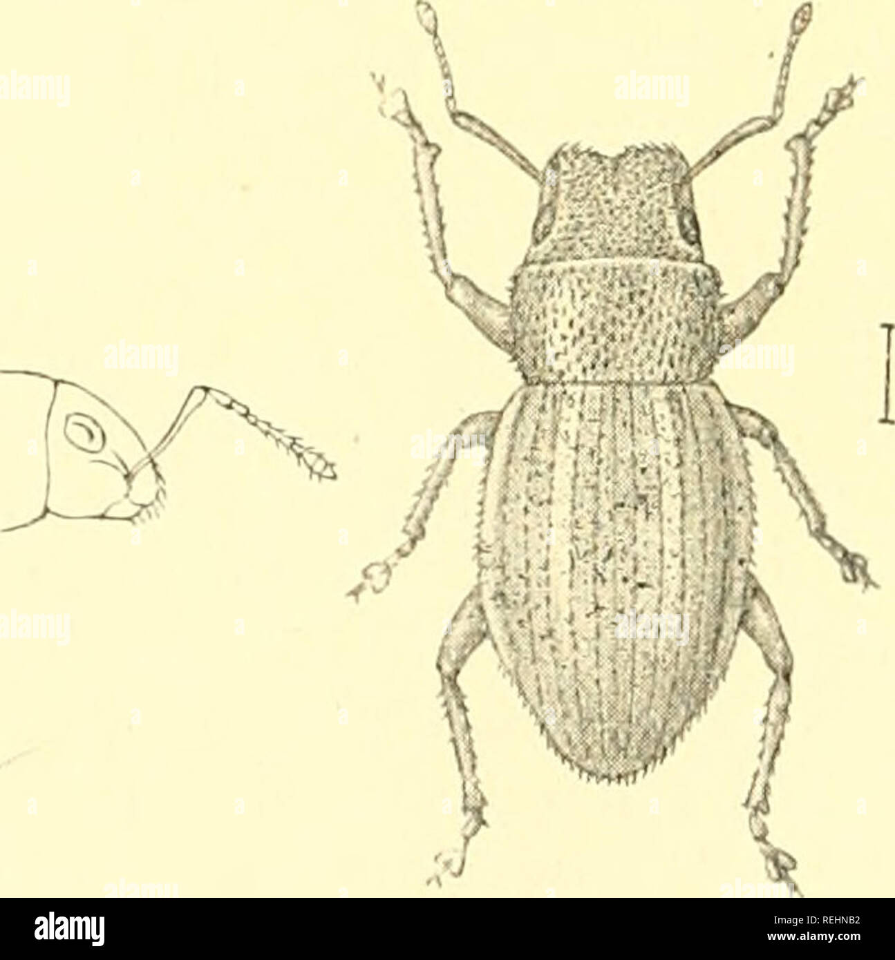 Punctate Insects Punctation hi-res stock photography and images - Alamy