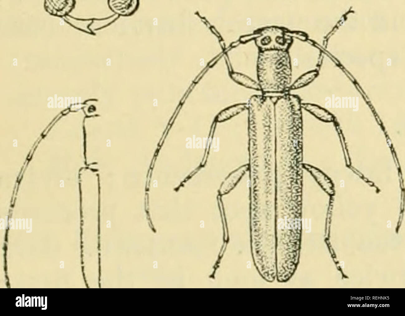 . Coleoptera. Vol. I. [Longicornia. Part I.]. Beetles; Cerambycidae. a?BTEAOMMATUS. 101 very short; front coxee contiguous, tlieir acetabula angulate out- wards and open posteriorly ; middle coxae almost contiguous. Temora rather long, pedunculate and somewhat curved at the base, fusiform and compressed in their distal half. Tarsi long and narrow; the first joint of the middle and hind pairs almost or quite as long as the remaining three united ; cleft of the third joint extends less than halfway tcrthe base. I. ProiJiorax unarmed at the sides. 92. Tetraonimatus filiformis, Fei-roud, Ayw, Soc  Stock Photo