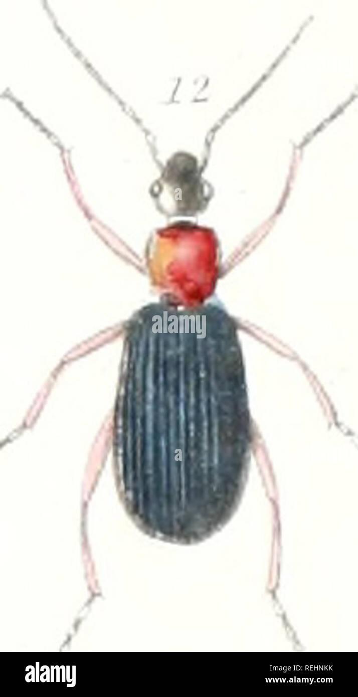 . Coleoptera of the state of New York. Beetles. w /. Please note that these images are extracted from scanned page images that may have been digitally enhanced for readability - coloration and appearance of these illustrations may not perfectly resemble the original work.. Emmons, Ebenezer, 1799-1863. [Albany : C. Van Benthuysen &amp; Co. ] Stock Photo