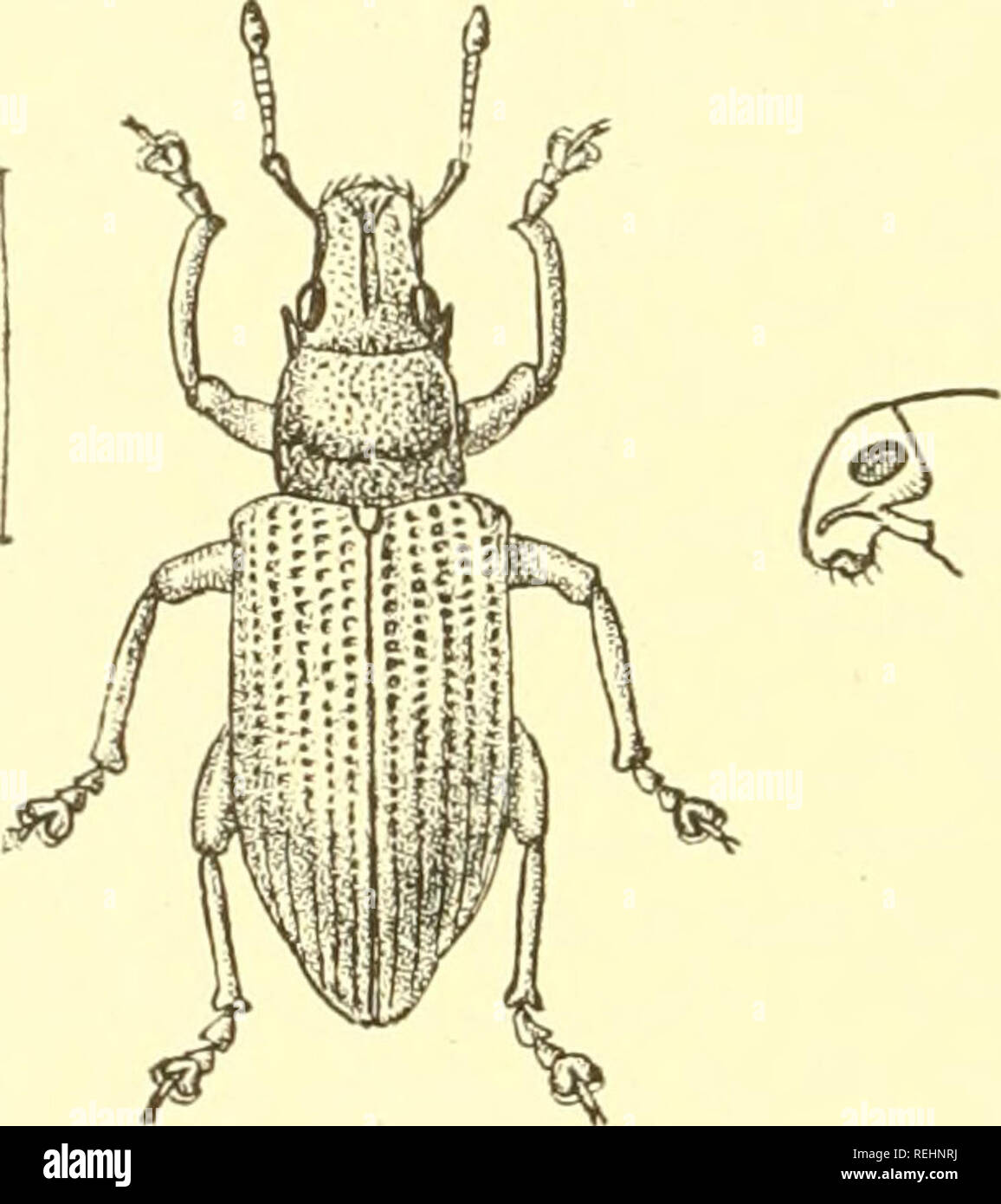 . Coleoptera. Rhynchophora:-Curculionidæ,. Curculionidae. 120 CUBCULIONID^. 82. Dereodus denticollis, Boh. Dereodus denticollis, Boliemaii,* Sclionb. Gen. Cure, ii, 1834, p. 73. Colour black, with grey scaling, baviug a lilac flush on the upperside, the prothorax with three narrow indistinct yellowish stripes. Head convex, shallowly punctate and wrinkled, with a broad deep central furrow ascending to the vertex ; eyes large, oval and only slightly convex. Rostrum a little broader than long, slightly narrowed from the base to the apex, the upper surface with a broad deep central furrow and a de Stock Photo