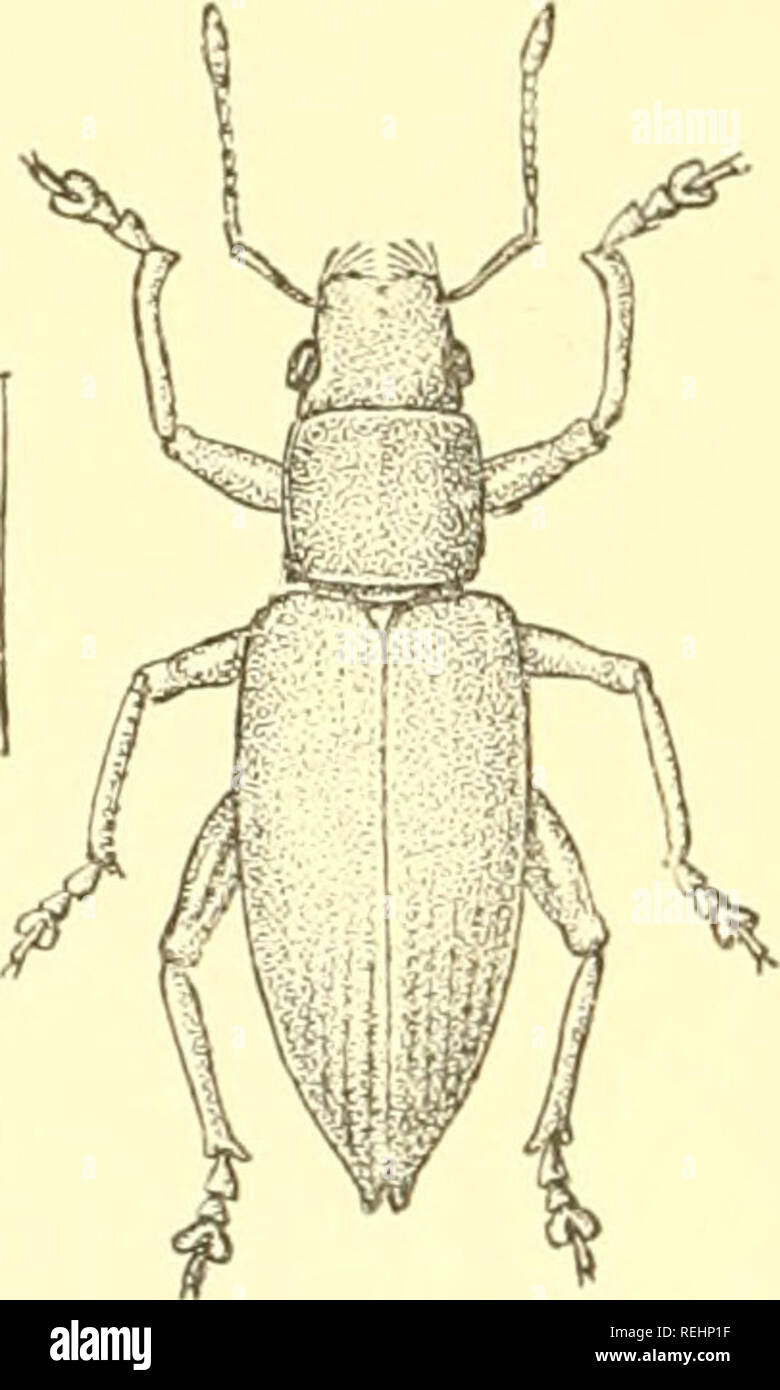 . Coleoptera. Rhynchophora:-CurculionidÃ¦,. Curculionidae. 78 CUECULIONID^. the apex and base of equal width, finely coriaceous and with a low narrow centi'al carina. Ehjtra elongate, acuminate behind, the â shoulders rather narrow, the apices sharply mucronate, finely punctato-striate, the striae a little deeper at the apex, stria 9 not impressed, the posterior callus absent; the scaling not dense enough to hide the sheen of the elytra, the setae very short. Fig. 25.ââ TaÂ»i/mccus schirus, Oliv. and depressed. Leys red-brown, with thin grey scaling, the front tibiae denticulate internally in  Stock Photo
