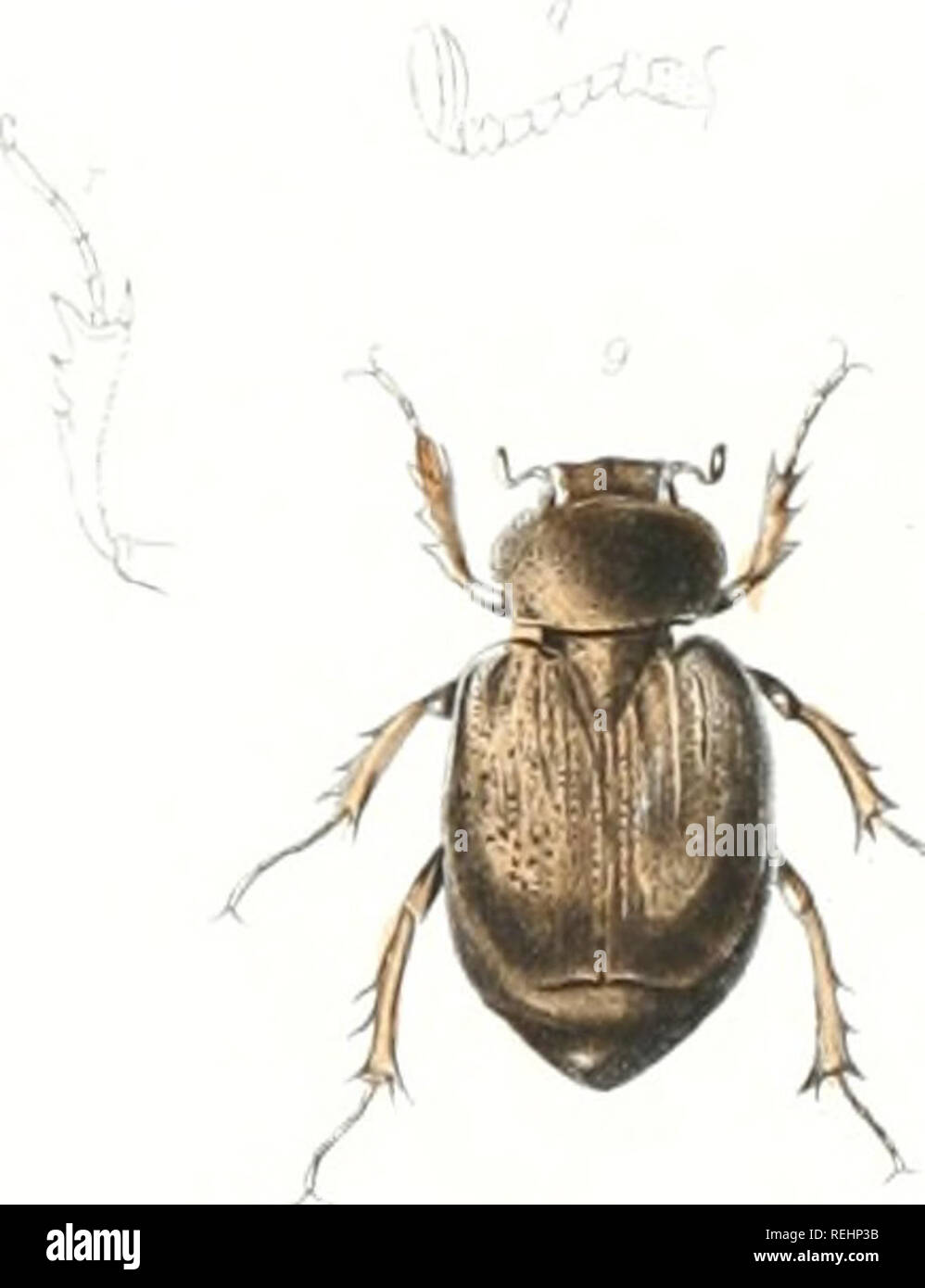 . Coleoptera of the state of New York. Beetles. Le^r^S Carol} K''&lt;y i-, y;  y^ //LÂ«-1 ^ ft / yui'^' .i ^.rz?*7^^r2 '/n. rC cc &gt;. C)smor}erac Sca 3 &lt;x o e.r. â ^ n. Qa levu.&lt;^a/ uaCyne{)^t*H ft t Kilmnion; Jr I-'yl. Please note that these images are extracted from scanned page images that may have been digitally enhanced for readability - coloration and appearance of these illustrations may not perfectly resemble the original work.. Emmons, Ebenezer, 1799-1863. [Albany : C. Van Benthuysen &amp; Co. ] Stock Photo