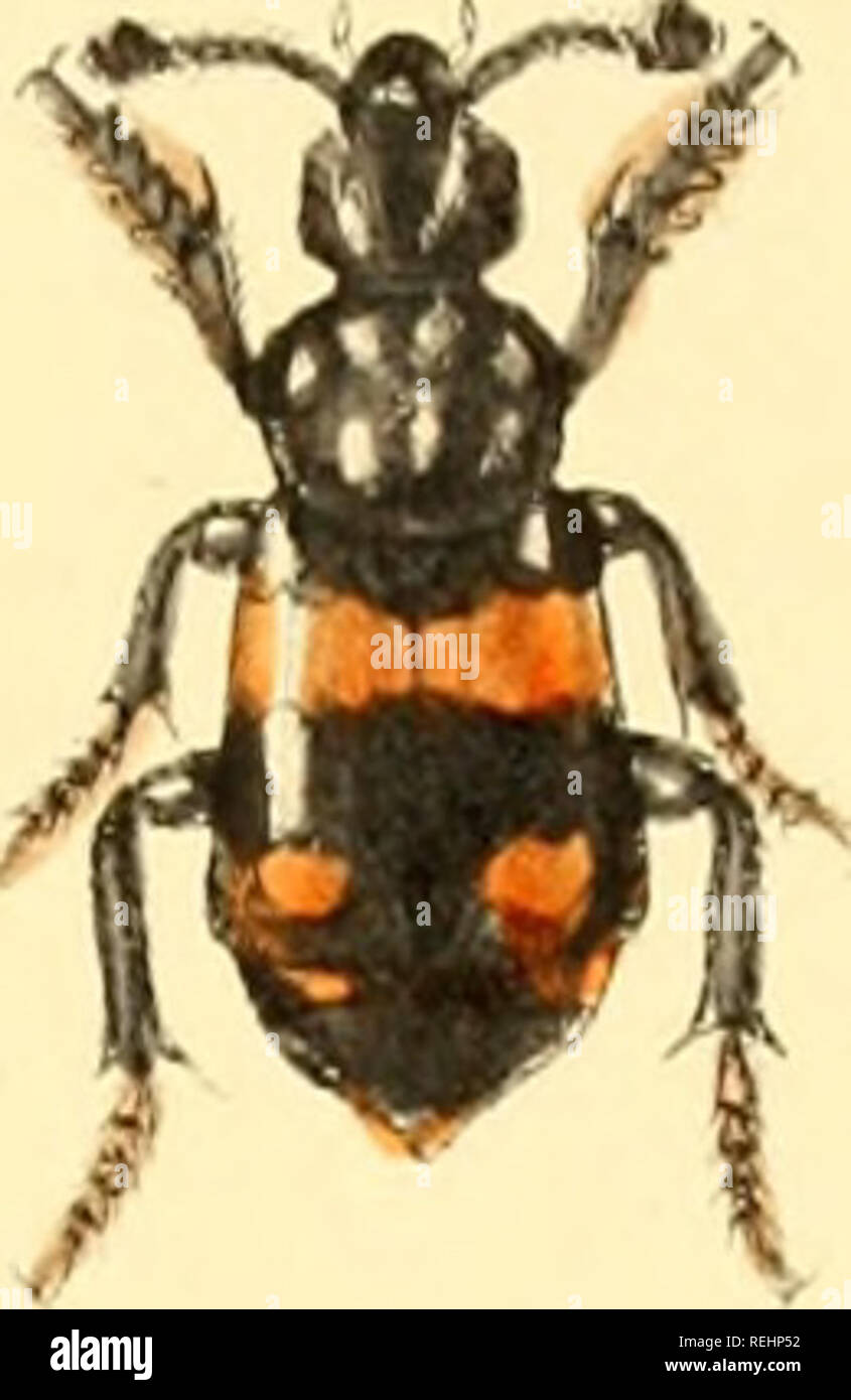 . The Coleoptera of the British islands. A descriptive account of the ...
