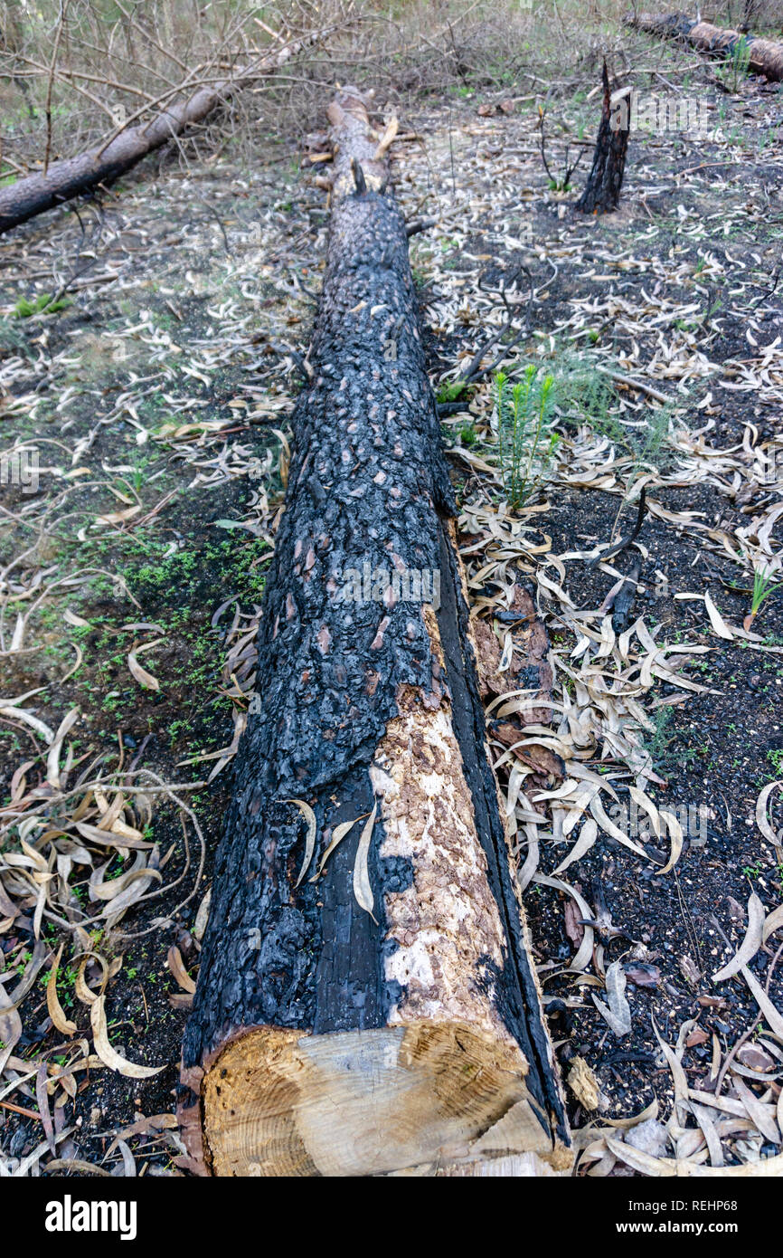 Burnt trees and grass after a forest fire Stock Photo - Alamy