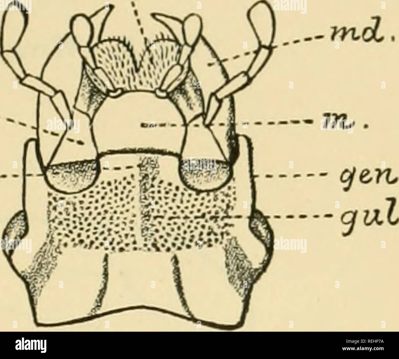 . Coleoptera. Vol. I. [Longicornia. Part I.]. Beetles; Cerambycidae. —Head of Nyphasia pascoei, Lac. Fig. 1.—Upper surface of head. fr, front. fr.s, frontal suture. gen,, gena. cl. clypeus. acl, ante-clypeus. lb, labruru. md, mandible.. Fig. 2.—Underside of bead of Oxymirus cursor, Linn. Fig. 2.— Lower surface of head. gul, gula. gen, gena. sm, submentum. m, mentuni. I, labium. mx, maxilla. md, mandible. epm . Please note that these images are extracted from scanned page images that may have been digitally enhanced for readability - coloration and appearance of these illustrations may not per Stock Photo