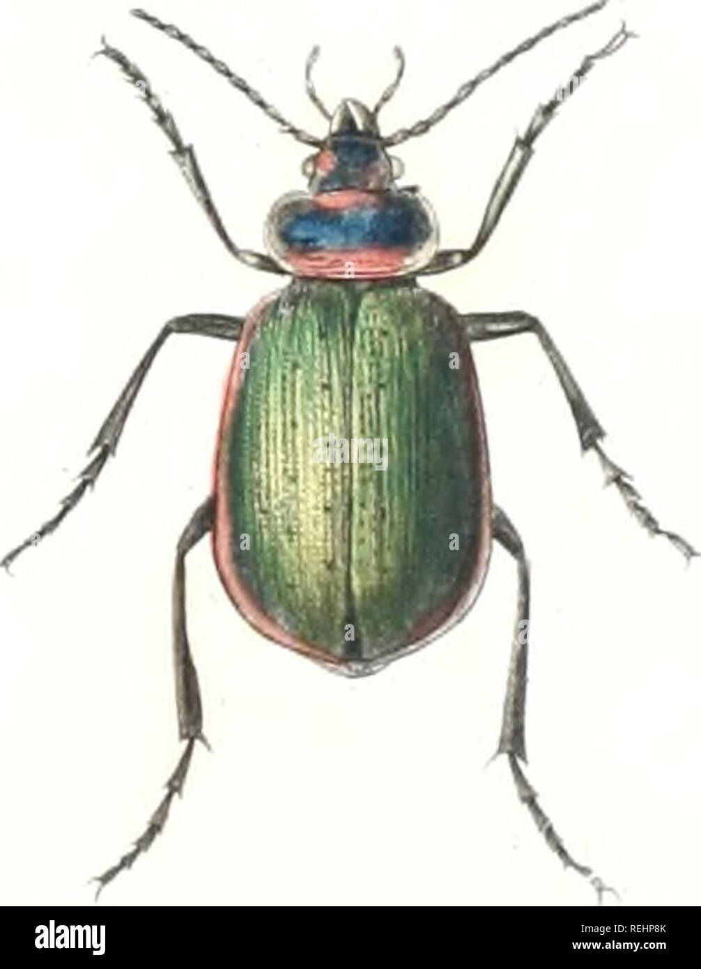 . Coleoptera of the state of New York. Beetles. . Please note that these images are extracted from scanned page images that may have been digitally enhanced for readability - coloration and appearance of these illustrations may not perfectly resemble the original work.. Emmons, Ebenezer, 1799-1863. [Albany : C. Van Benthuysen &amp; Co. ] Stock Photo